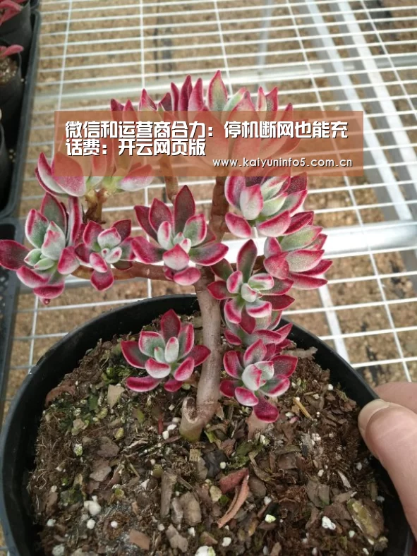微信和运营商合力:停机断网也能充话费:开云网页版(图2) 开云网页版